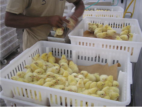 Incubación Pollito Engorde