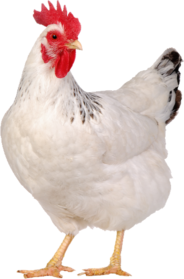 Gallina