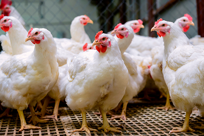 Pollo Vivo